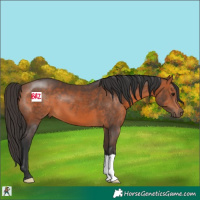 Horse Color:Bay 