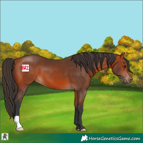 Horse Color:Bay 