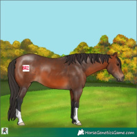 Horse Color:Bay 