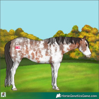 Horse Color:Brown Sabino