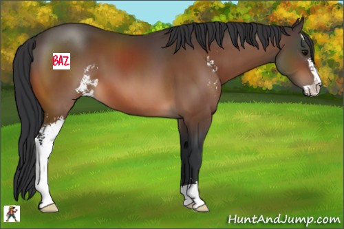 Horse Color:Bay Sabino 