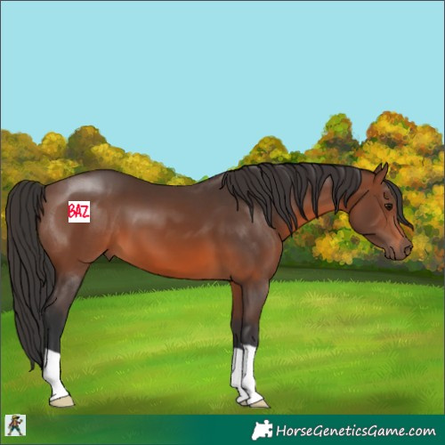 Horse Color:Brown 