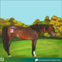 Horse Color:Bay 