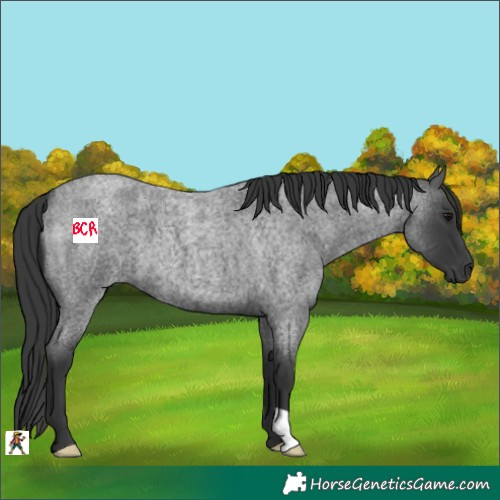Horse Color:Blue Roan 