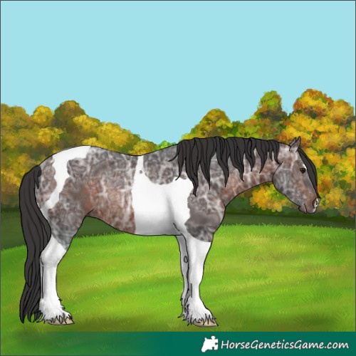 Horse Color:Brown Ice Tobiano Rabicano 