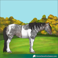 Horse Color:Brown Ice Tobiano Rabicano