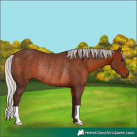 Horse Color:Silver Brown Rabicano 
