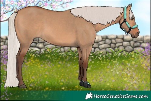 Horse Color:Silver Bay Dun 
