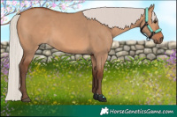 Horse Color:Silver Bay Dun 