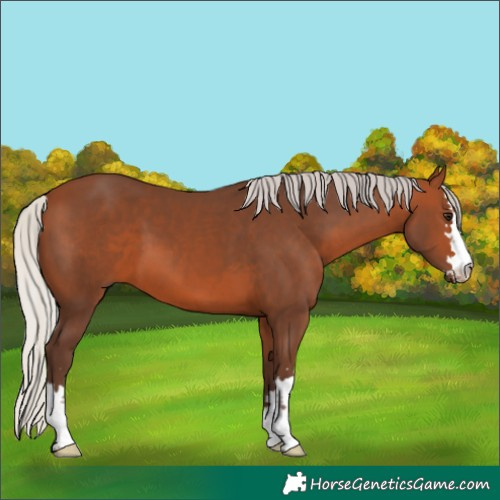 Horse Color:Silver Brown 