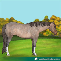 Horse Color:Brown Dun Appaloosa Rabicano 