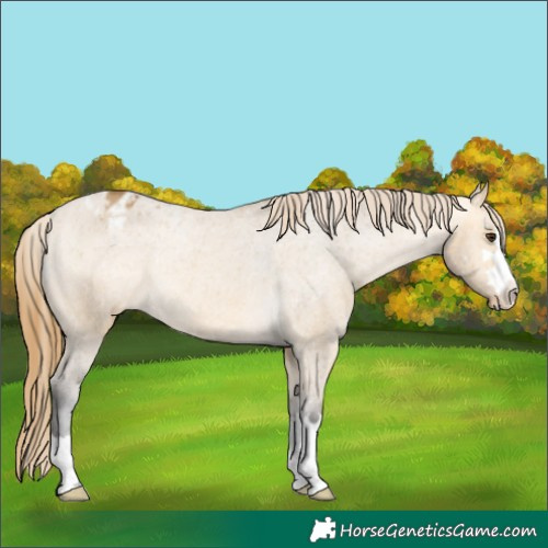 Horse Color:Buckskin Dun Varnish Rabicano