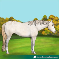 Horse Color:Buckskin Dun Appaloosa Rabicano