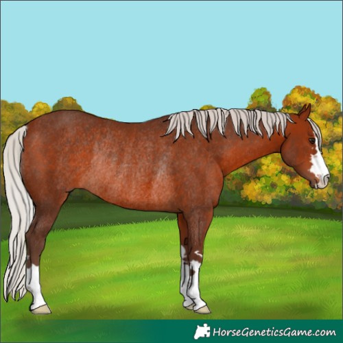 Horse Color:Silver Bay Rabicano