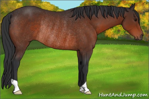 Horse Color:Bay Rabicano 