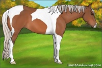 Horse Color:Silver Brown Tobiano 