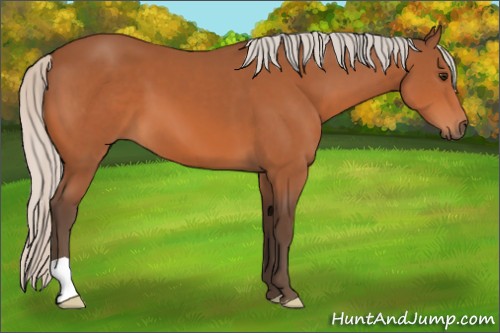 Horse Color:Silver Bay 