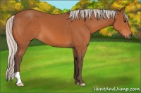Horse Color:Silver Bay 
