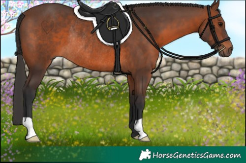 Horse Color:Brown Rabicano