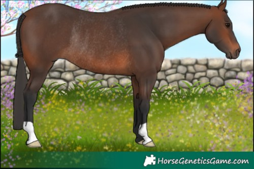 Horse Color:Brown Rabicano