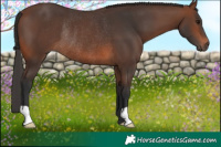 Horse Color:Brown Rabicano 