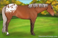 Horse Color:Silver Bay Appaloosa 