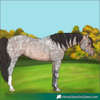 Horse Color:Brown Ice Roan Rabicano