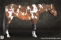 Horse Color:White Spotted Bay 