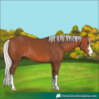 Horse Color:Silver Brown 