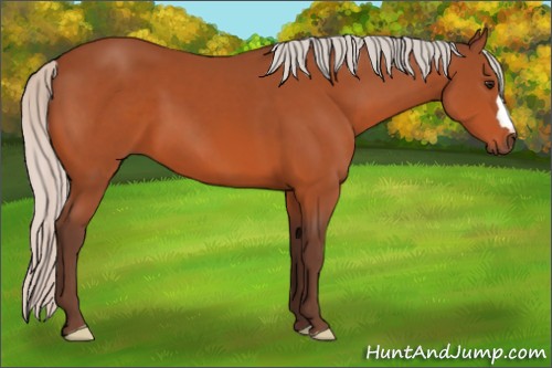 Horse Color:Silver Bay 