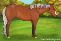 Horse Color:Silver Bay 