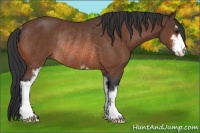 Horse Color:Bay Sabino Rabicano 