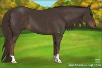 Horse Color:Liver Chestnut Frame 