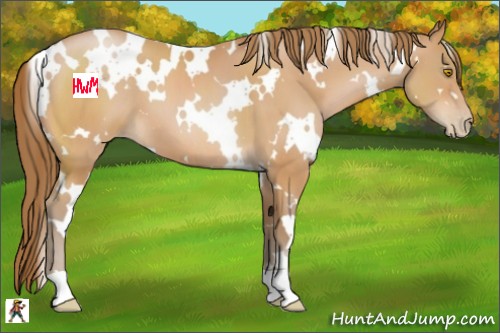 Horse Color:White Spotted Bay Pearl 