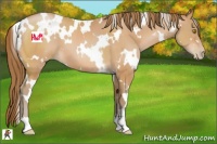 Horse Color:White Spotted Bay Pearl 