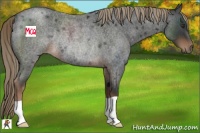 Horse Color:Liver Red Roan Rabicano 