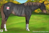 Horse Color:Liver Chestnut Rabicano 
