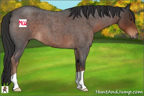 Horse Color:Liver Red Roan 