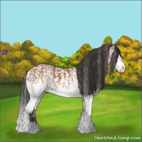 Horse Color:White Spotted Bay Splash  and White Spotted Bay Splash 