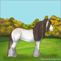 Horse Color:White Spotted Bay Splash  and White Spotted Amber Champagne Splash 