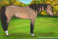 Horse Color:Bay Dun Tobiano 