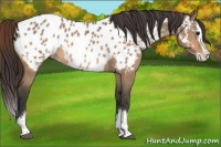 Horse Color:Bay Dun Sabino Splash Near Leopard 
