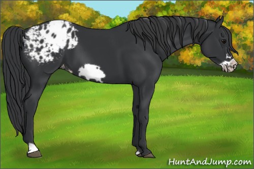 Horse Color:Black Frame Appaloosa 