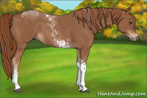 Horse Color:Chestnut Tobiano 