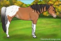 Horse Color:Bay Tobiano Appaloosa 