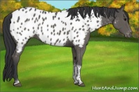 Horse Color:Black Sabino Tobiano Appaloosa 