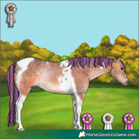 Horse Color:Painted Bay Dun Tobiano 