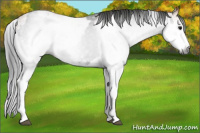 Horse Color:Gray White Spotted Black  and Gray White Spotted Bay 