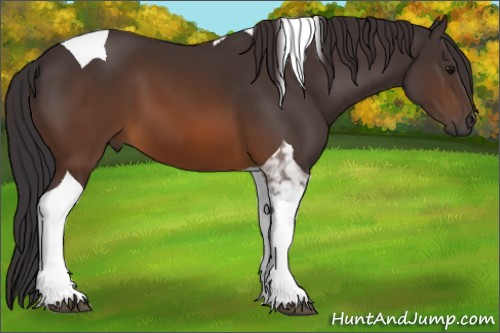 Horse Color:Unknown 