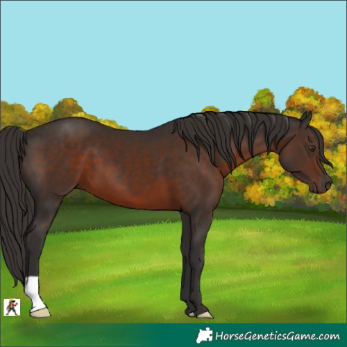 Horse Color:Liver Chestnut 